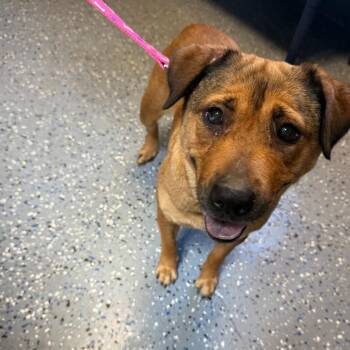 TUSC-Stray-84762 -  Labrador Retriever and Mountain Cur Dog for Adoption in Tuscaloosa, Alabama - TUSC-Stray-84762 | PetCurious