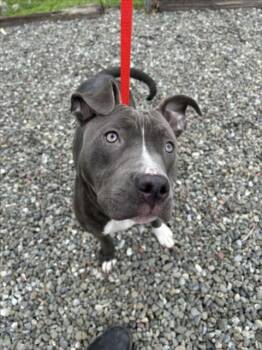 Rescue Staffordshire Bull Terrier Dogs for Adoption in Woodland, California - *PETUNIA | PetCurious