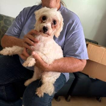 Bella -  Maltese Dog for Adoption in Hohenwald, Tennessee - Bella | PetCurious
