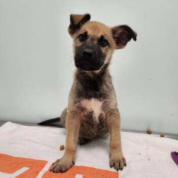 Gromit -  Husky Dog for Adoption in Clavet, Saskatchewan - Gromit | PetCurious