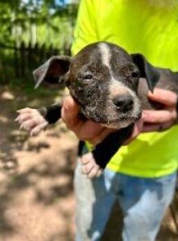 Mixed Breed Dogs Available for Adoption in West Chester, Pennsylvania - Cosmos | PetCurious
