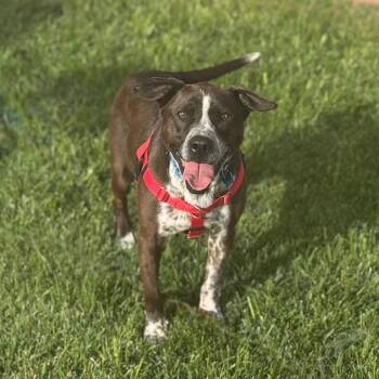 Rescue Cattle Dog Dogs for Adoption in Kanab, Utah - Didgeridoo | PetCurious