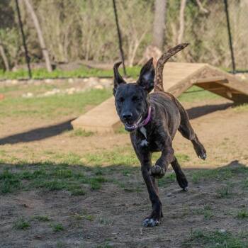 Plott Hound Dogs Available for Adoption in Pawling, New York - Winifred | PetCurious