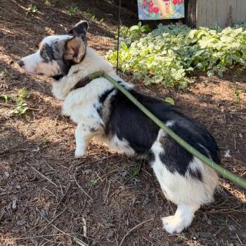 Presto -  Corgi Dog for Adoption in Chester Springs, Pennsylvania - Presto | PetCurious
