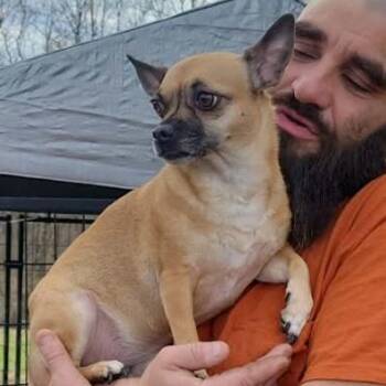 Chihuahua Dogs Available for Adoption - Sissy | PetCurious