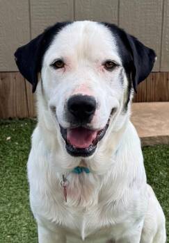 Ted -  English Pointer and Labrador Retriever Dog for Adoption in Southlake, Texas - Ted | PetCurious