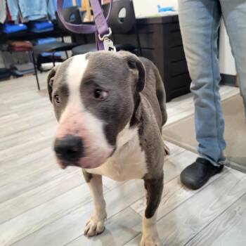 Nita -  Mixed Breed Dog for Adoption in Belfair, Washington - Nita | PetCurious