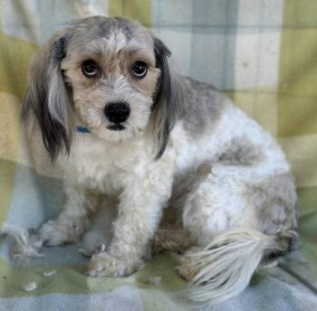 Lala -  Shih Tzu and Poodle Dog for Adoption in Larkfield-wikiup, California - Lala | PetCurious