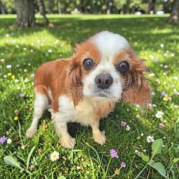 Cavalier King Charles Spaniel Dogs Available for Adoption - Luna | PetCurious