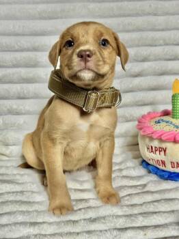 Labrador Retriever and Golden Retriever Dogs Available for Adoption - Hydrangea | PetCurious