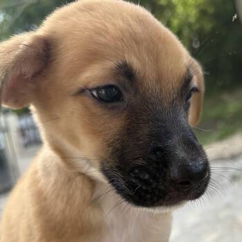 Felician -  Spaniel Dog for Adoption in Isabela, Isabela - Felician | PetCurious
