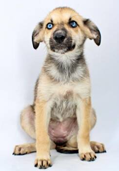 Cinder -  Husky and Mixed Breed Dog for Adoption in Morton Grove, Illinois - Cinder | PetCurious