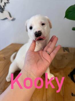 Kooky -  Mixed Breed Dog for Adoption in Athens, Ontario - Kooky | PetCurious