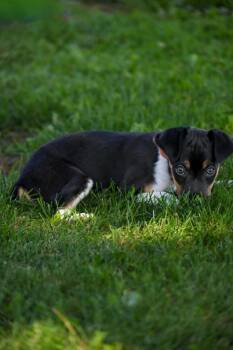 Milo -  Mixed Breed Dog for Adoption in Lagrange, Indiana - Milo | PetCurious