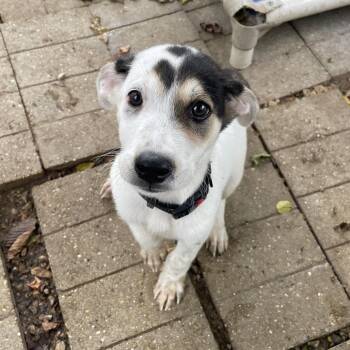 Danny Burgers -  Mixed Breed Dog for Adoption in Madison, Wisconsin - Danny Burgers | PetCurious
