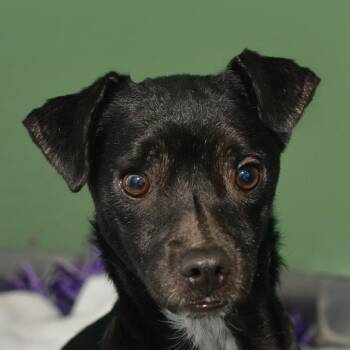 Terry -  Mixed Breed Dog for Adoption in Ottawa, Kansas - Terry | PetCurious