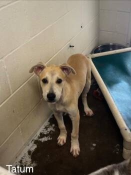 Tatum -  Labrador Retriever and Shepherd Dog for Adoption in Sunrise Beach, Missouri - Tatum | PetCurious