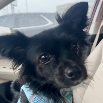 Chihuahua Dogs Available for Adoption - Diamond | PetCurious