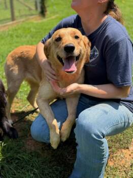 Bella -  Golden Retriever and Labrador Retriever Dog for Adoption in Lovingston, Virginia - Bella | PetCurious
