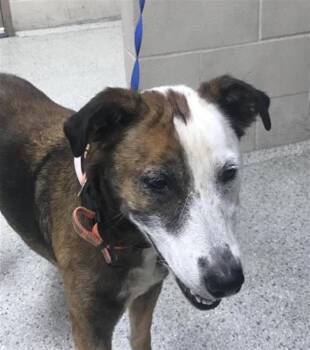 BINDI -  Australian Cattle Dog Blue Heeler and Mixed Breed Dog for Adoption in Conroe, Texas - BINDI | PetCurious