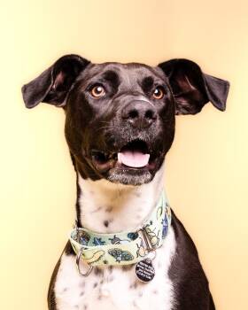 Pointer and Mixed Breed Dogs Available for Adoption - Meadows (LOCALLY FOSTERED) | PetCurious