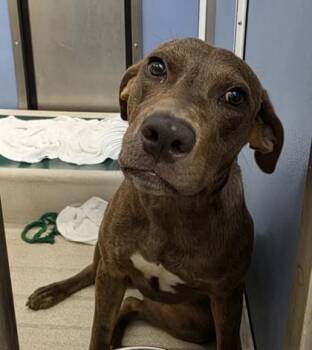 Pit Bull Terrier and Mixed Breed Dogs Available for Adoption - Mila | PetCurious