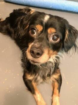 Fiver -  Cavalier King Charles Spaniel and Chihuahua Dog for Adoption in Livingston, Texas - Fiver | PetCurious