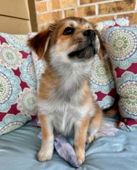Kira -  Collie and Shepherd Dog for Adoption in Boulder, Colorado - Kira | PetCurious