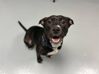 MABBETTE -  Pit Bull Terrier and Mixed Breed Dog for Adoption in St. Cloud, Florida - MABBETTE | PetCurious