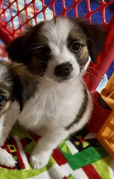 Cavalier King Charles Spaniel and Pekingese Dogs Available for Adoption - Ladybug | PetCurious