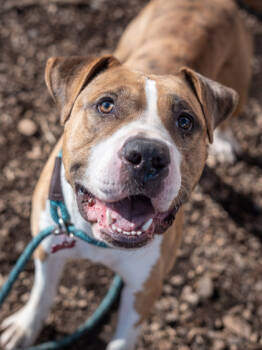 Rescue Mixed Breed Dogs for Adoption in Chamblee, Georgia - Brizz | PetCurious