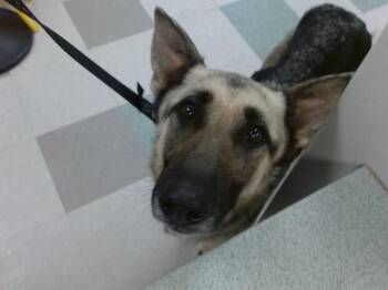 German Shepherd Dog Dogs Available for Adoption in Oklahoma City, Oklahoma - A473228 | PetCurious