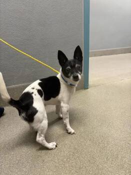 ZORRO -  Chihuahua Dog for Adoption in Las Vegas, Nevada - ZORRO | PetCurious