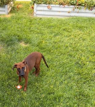Little Red -  Labrador Retriever and Hound Dog for Adoption in Millcreek, Utah - Little Red | PetCurious