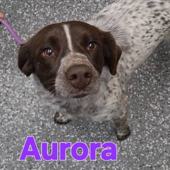 German Shorthaired Pointer and Collie Dogs Available for Adoption in Parkersburg, West Virginia - Aurora | PetCurious