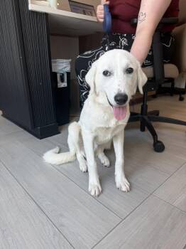 Demitravial / Liam -  Labrador Retriever and Mixed Breed Dog for Adoption in Broomfield, Colorado - Demitravial / Liam | PetCurious