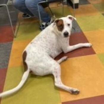 Jordan -  Mixed Breed Dog for Adoption in Philadelphia, Pennsylvania - Jordan | PetCurious