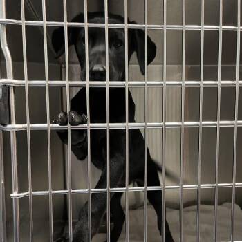 Spades -  Labrador Retriever and Mixed Breed Dog for Adoption in Greensboro, North Carolina - Spades | PetCurious