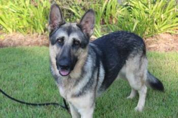 German Shepherd Dog Dogs Available for Adoption - Lucky | PetCurious