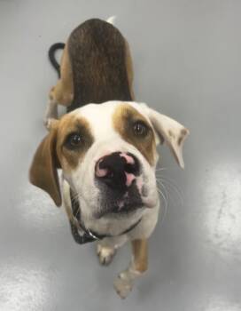 Hound and Labrador Retriever Dogs Available for Adoption in Hartsville, South Carolina - Brice (Bx7) | PetCurious