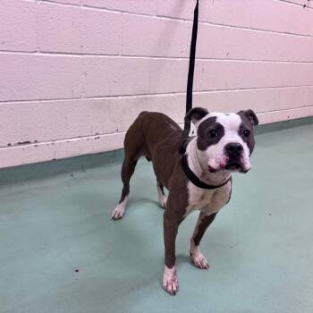 Barbara -  Mixed Breed Dog for Adoption in Memphis, Tennessee - Barbara | PetCurious