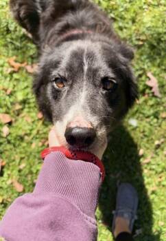 Bear -  Australian Shepherd Dog for Adoption in South Bend, Indiana - Bear | PetCurious