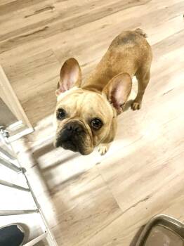French Bulldog Dogs Available for Adoption in Austin, Texas - Dev | PetCurious