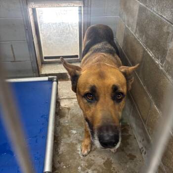 Hank -  German Shepherd Dog Dog for Adoption in Brookfield, Missouri - Hank | PetCurious