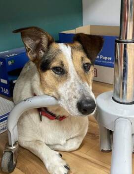 Joey -  Dachshund and Australian Cattle Dog Blue Heeler Dog for Adoption in Towanda, Pennsylvania - Joey | PetCurious