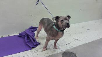 American Staffordshire Terrier and Mixed Breed Dogs Available for Adoption in Houston, Texas - LILAC | PetCurious