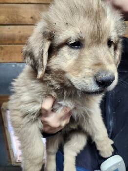 Great Pyrenees and Mixed Breed Dogs Available for Adoption - Pooh | PetCurious