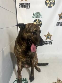 APPLE -  Black Mouth Cur and Mixed Breed Dog for Adoption in Winter Haven, Florida - APPLE | PetCurious
