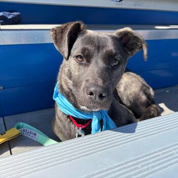 Tina -  Shepherd Dog for Adoption in Avon, Ohio - Tina | PetCurious