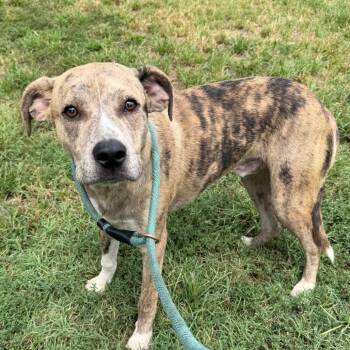 Murray -  Catahoula Leopard Dog and Labrador Retriever Dog for Adoption in Stillwater, Oklahoma - Murray | PetCurious